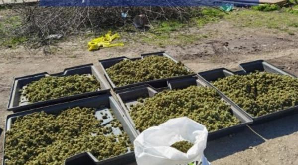peste 700 de plante de cannabis  gasite de politisti in urma unor perchezitii