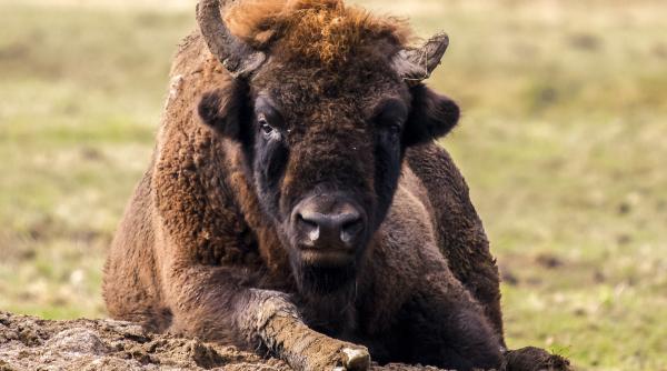 un zimbru a fost surprins in timp ce face exercitii de stretching in parcul natural vanatori neamt video