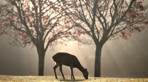 video cuplu de caprioare a iesit in cautarea hranei