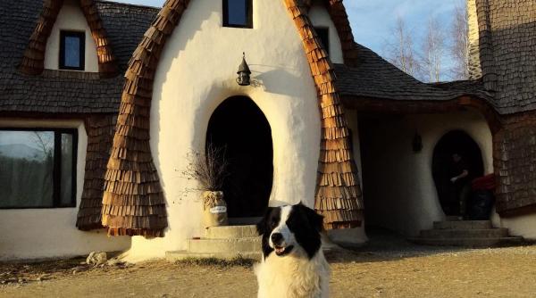 azor cainele de la castelul de lut de negasit daca cineva stie ceva de el va rog anuntati ma