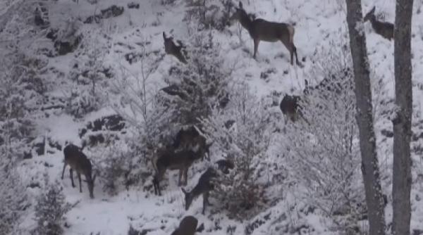 imagini rare cu ciute intr o padure din suceava