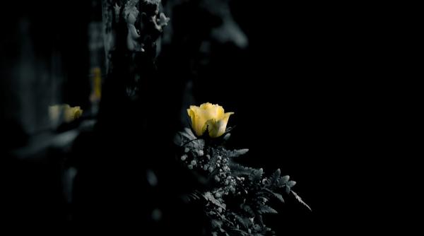 inmormantarea lui constantin simirad primar al iasiului intre 1992 si 2003 a fost amanata