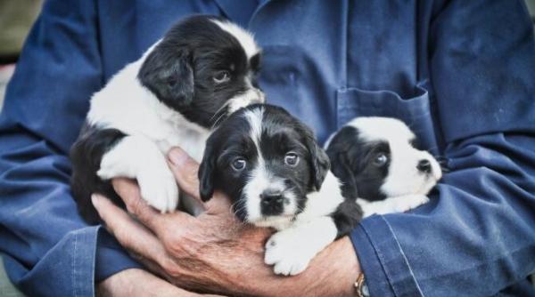 avertismentul savantilor urmatoarea etapa a pandemiei covid infectarea cu sars cov 2 a animalelor