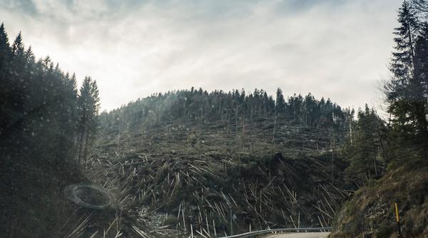 defrisarile ilegale putin probabile spune tanczos barna vor ajunge la puscarie