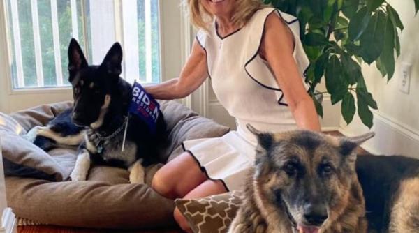 major cainele lui joe biden a muscat din nou dupa orele de dresaj a inhatat pe cineva in timp ce se afla la plimbare