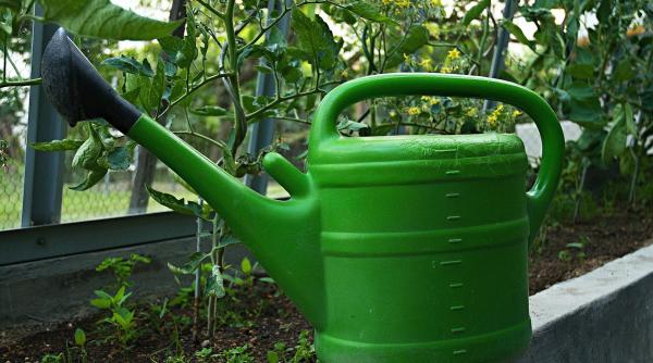 trateaza rosiile cu gainat urzici si drojdie cum se prepara solutia