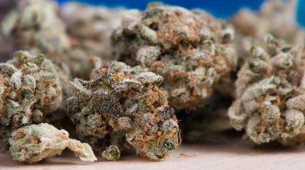 traficanti de droguri de mare risc prinsi in buzau