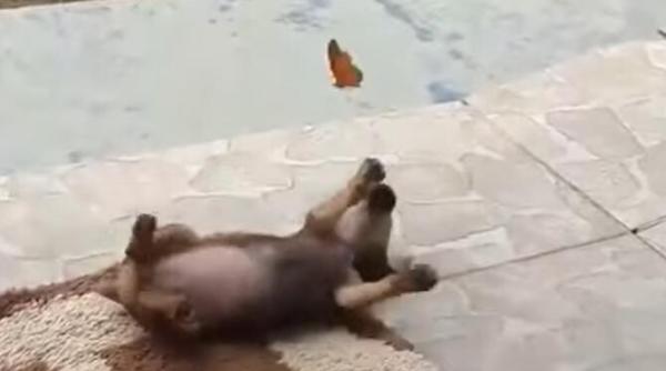 fluturele si cainele imaginile virale care au facut inconjurul internetului video