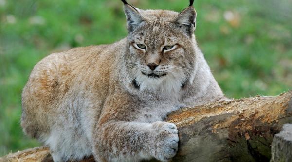 imagini comparative cu mai multe animale salbatice fotograf va puteti da seama cat de mare e un ras foto
