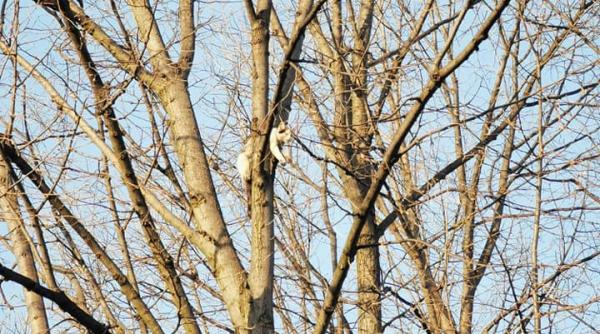 o interventie altfel a pompierilor din botosani cum au salvat o pisica care a ramas blocata intr un copac galerie foto