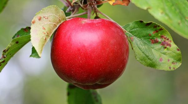 o livada de la marginea galatiului proprietate de stat a ajuns groapa ilegala de gunoi