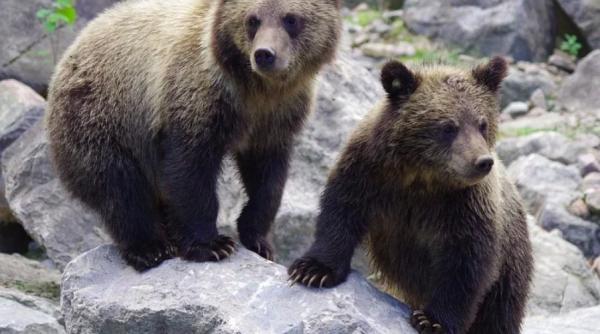 organizatia prietenii berzelor a fost amendata pentru salvarea unor pui de urs