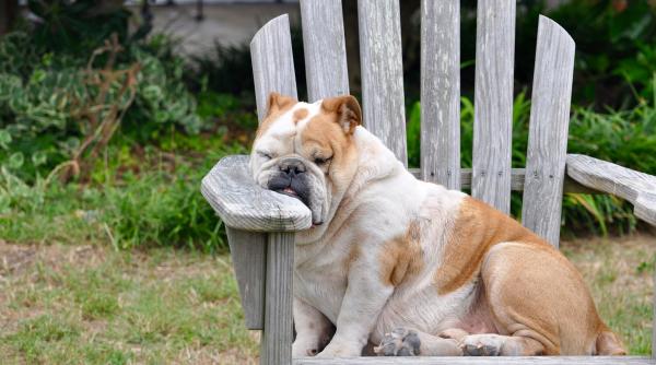 anomalia cu legea privind plimbarea cainelui in fata imobilului ce inseamna de fapt conditia impusa de cmbsu