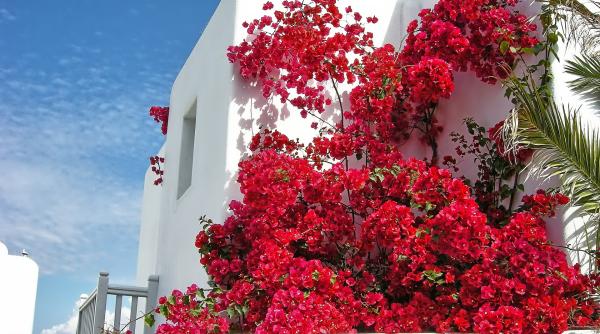 mykonos imagini din paradisul elen galerie foto cu vestita insula greceasca