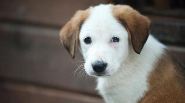 povestea lui rusty cainele care a impresionat o lume intreaga