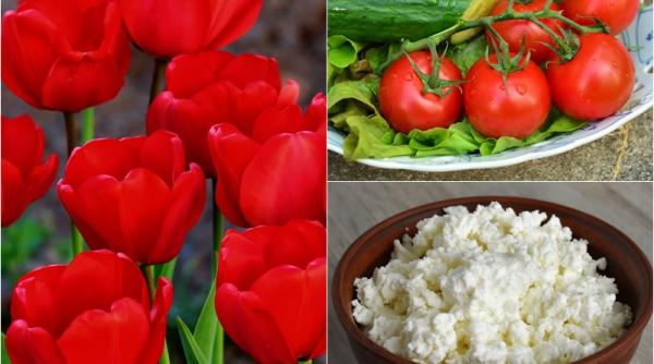 aperitiv pentru masa de pasti lalele umplute cu branza si castraveti