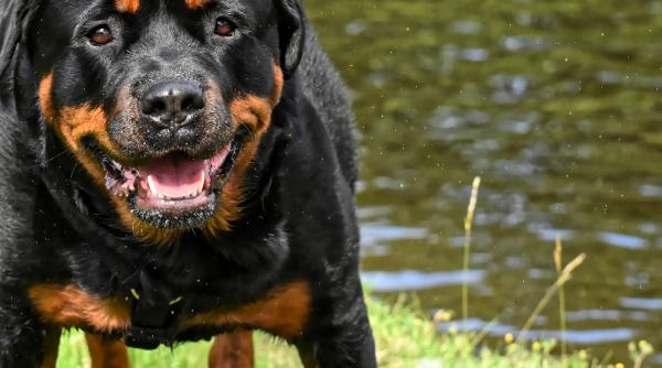 doi rottweileri au sfasiat in doua un catelus scene cu impact emotional video