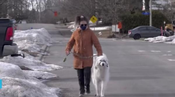 gestul emotionant al unui caine dupa ce stapana sa s a prabusit la pamant video