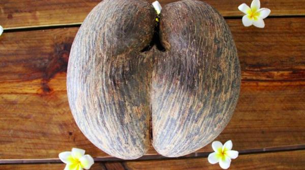 insularii si activistii de mediu fac front comun pentru a salva cea mai mare samanta din lume