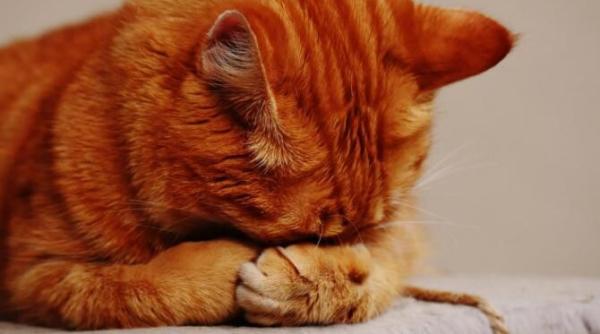 video cu momentul amuzant in care o pisica cere de mancare