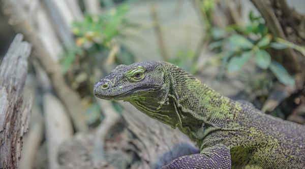 video o soparla imensa s a catarat pe rafturile unei farmacii din thailanda