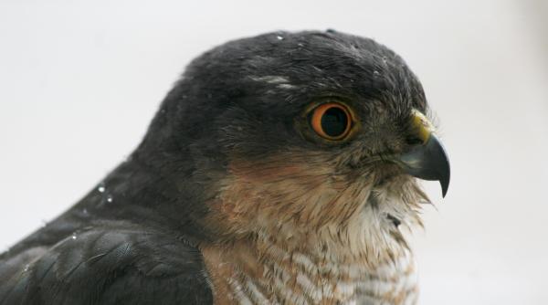 un uliu sorecar s a instapanit pe cimitir si ataca oamenii in bihor video