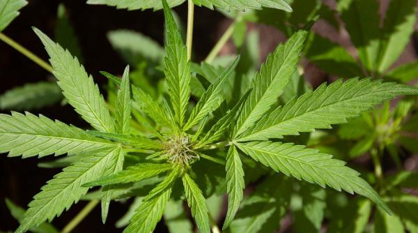 noua zeelanda verifica fara sanctiuni drogurile consumatorilor