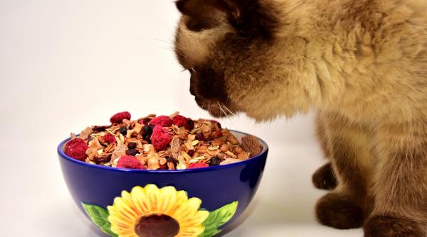 personal home delivery pentru animale noul trend in businessul romanesc