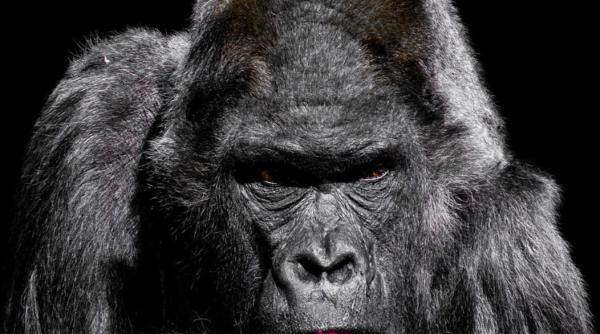 studiu de ce se bat gorilele in piept