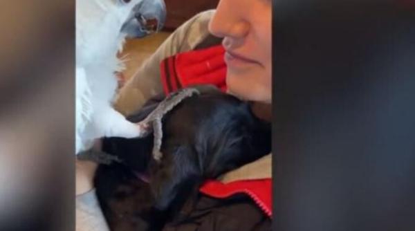 video de neratat cu prima intalnire dintre un papagal si un caine