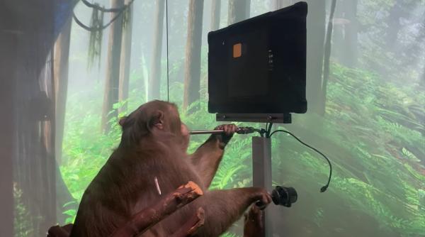 video o maimuta se joaca pe calculator doar cu mintea si un implant neuralink