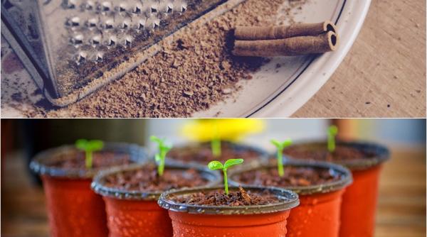 cum poti folosi scortisoara in gradina sau in cazul plantelor la ghiveci te ajuta foarte mult