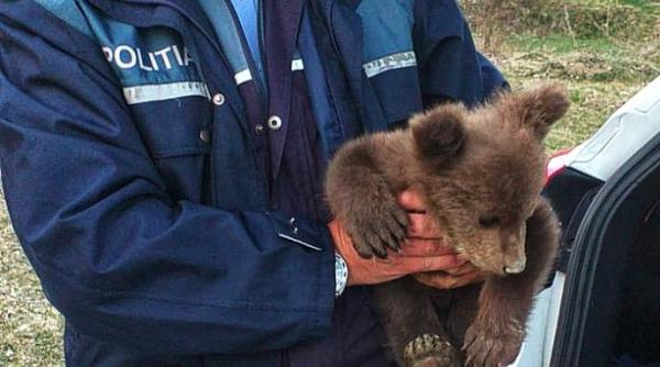 pui de urs salvat de politisti