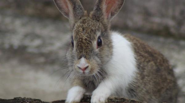 cel mai lung iepure din lume 129 cm a fost furat