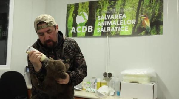 imagini adorabile cu puiul de urs salvat de politistii din vrancea video