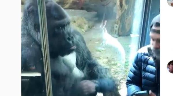 o gorila a devenit consilier amoros ajutand un tanar sa decida ce femeie sa aleaga video