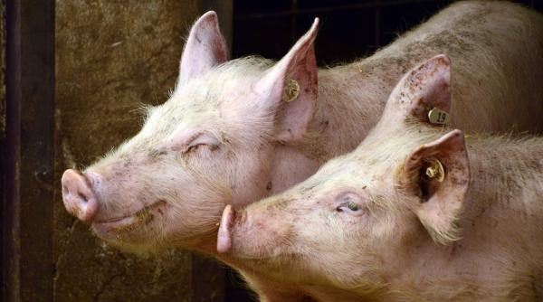 oms cere suspendarea la nivel mondial a vanzarii de animale vii pe pietele alimentare