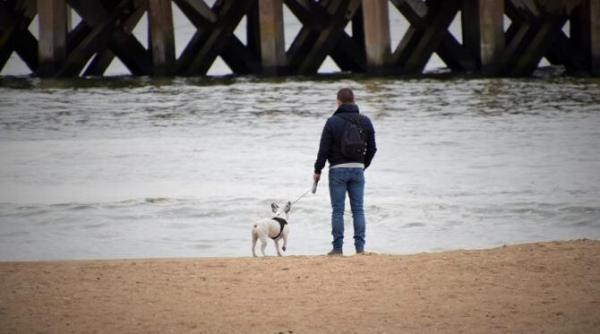 un barbat a avariat doua masini de nervi ca si a pierdut cainele
