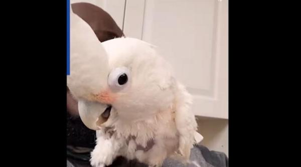 video amuzant cu un papagal care danseaza pe ritmuri de beatbox