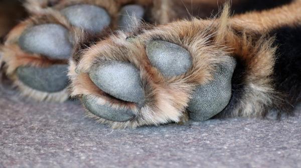 ancheta dupa ce doi caini au fost gasiti spanzurati in suceava