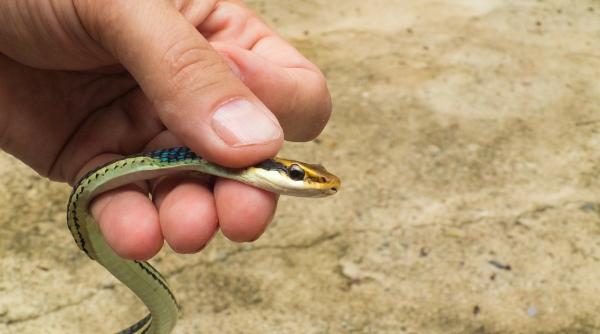 sarpe veninos intr o punga de salata de la supermarket in australia