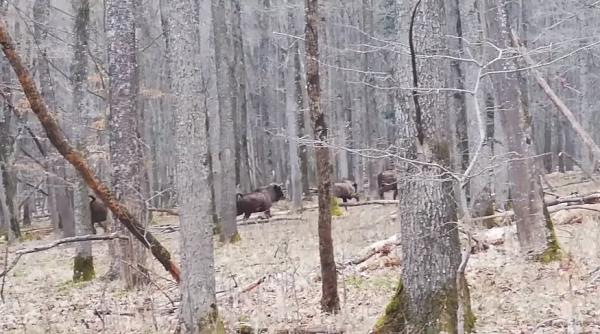 zimbri la inviorare intr o padure din neamt video