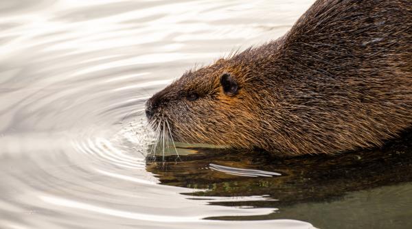alerta hidrologica in harghita barajele castorilor au blocat scurgerea apelor