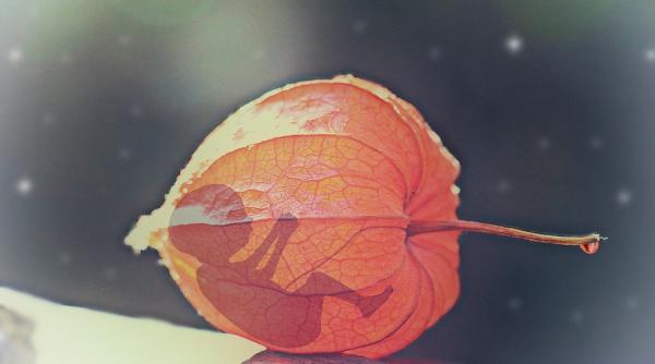 embrioni de maimute cu celule umane o problema stiintifica si de etica