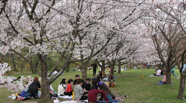 hanami privitul florilor de cires in gradina japoneza din parcul herastrau galerie foto