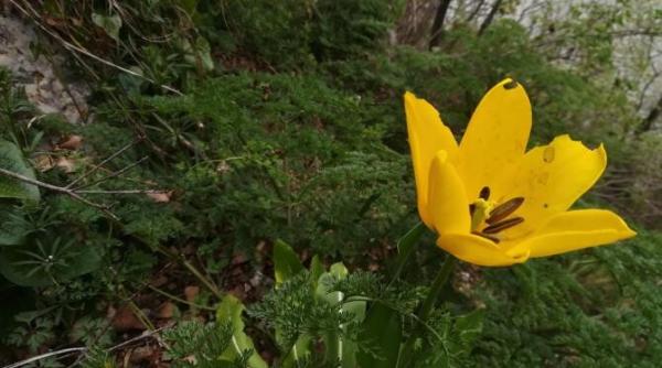 o floare rara a inflorit la cazanele dunarii laleaua de cazane poate fi admirata pret de o luna
