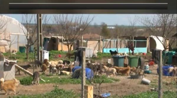 peste 100 de caini tinuti in conditii cumplite este iadul cainilor