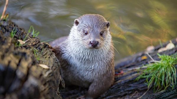 mai multe vidre de la un acvariu din georgia testate pozitiv cu sars cov 2 ce simptome au