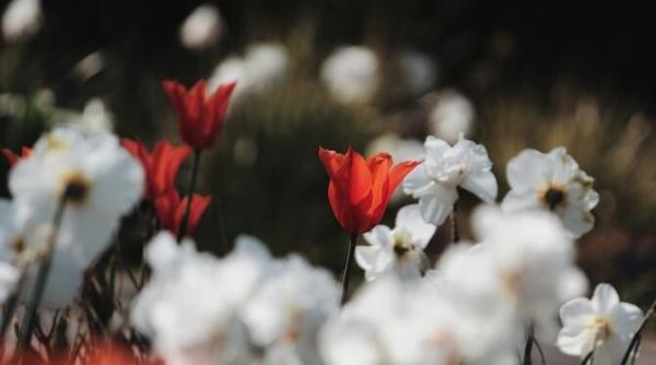 spectacol al naturii in fiecare primavara la vad judetul brasov