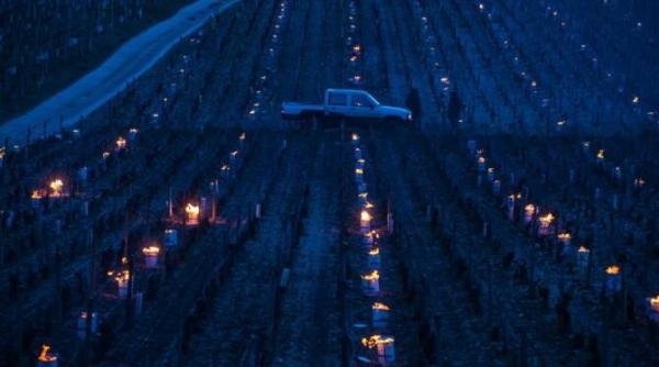 viticultorii francezi se confrunta cu un dezastru dupa cea mai rea vreme din ultimii 30 de ani